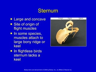Sternum Large and concave Site of origin of flight muscles In some species, muscles attach to large bony ridge or keel In flightless birds sternum lacks a keel 