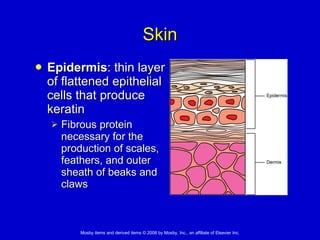 Skin Epidermis : thin layer of flattened epithelial cells that produce keratin Fibrous protein necessary for the production of scales, feathers, and outer sheath of beaks and claws 