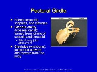 Pectoral Girdle Paired coracoids, scapulas, and clavicles  Glenoid cavity  (triosseal canal): formed from joining of scapula and coracoid   Site of wing joint attachment Clavicles  (wishbone):  positioned outward and forward from the body 