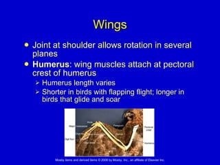 Wings Joint at shoulder allows rotation in several planes Humerus : wing muscles attach at pectoral crest of humerus Humerus length varies Shorter in birds with flapping flight; longer in birds that glide and soar 