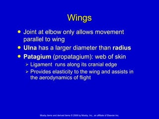 Wings Joint at elbow only allows movement parallel to wing   Ulna  has a larger diameter than  radius Patagium  (propatagium): web of skin   Ligament  runs along its cranial edge Provides elasticity to the wing and assists in the aerodynamics of flight 