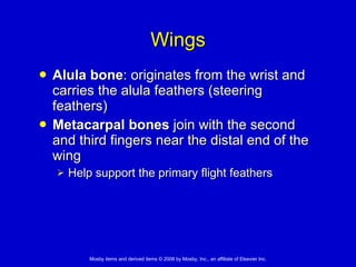 Wings Alula bone : originates from the wrist and carries the alula feathers (steering feathers) Metacarpal bones  join with the second and third fingers near the distal end of the wing Help support the primary flight feathers 