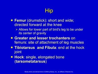 Hip Femur  (drumstick): short and wide; directed forward at the knee   Allows for lower part of bird's leg to be under its center of gravity Greater and lesser trochanters  on femurs: site of attachment of leg muscles  Tibiotarsus  and Fibula : end at the hock joint Hock : single, elongated bone ( tarsometatarsus ) 