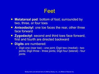 Feet Metatarsal pad : bottom of foot; surrounded by two, three, or four toes Anisodactyl : one toe faces the rear, other three face forward  Zygodactyl : second and third toes face forward, first and fourth are directed backward Digits  are numbered:  Digit one (rear toe) - one joint; Digit two (medial) - two joints; Digit three - three joints; Digit four (lateral) - four joints 
