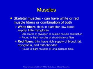 Muscles Skeletal muscles - can have white or red muscle fibers or combination of both White fibers : thick in diameter, low blood supply, little myoglobin Use stores of glycogen to sustain muscle contraction  Found in flight muscles of short-distance fliers Red fibers : thin, have rich supply of blood, fat, myoglobin, and mitochondria   Found in flight muscles of long-distance fliers 