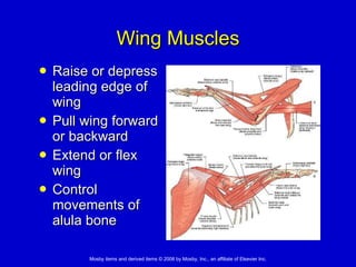 Wing Muscles Raise or depress leading edge of wing Pull wing forward or backward Extend or flex wing Control movements of alula bone 