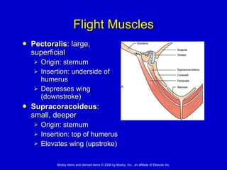 Flight Muscles Pectoralis : large, superficial Origin: sternum Insertion: underside of humerus Depresses wing (downstroke) Supracoracoideus : small, deeper  Origin: sternum  Insertion: top of humerus Elevates wing (upstroke) 