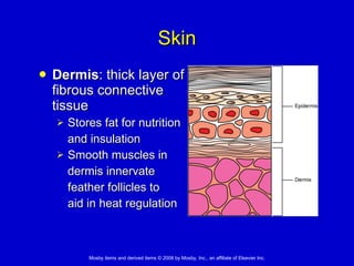 Skin Dermis : thick layer of  fibrous connective  tissue Stores fat for nutrition  and insulation  Smooth muscles in  dermis innervate  feather follicles to  aid in heat regulation 