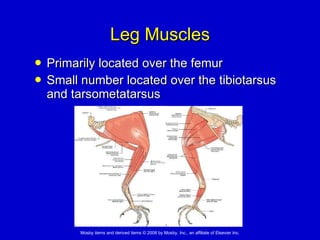 Leg Muscles Primarily located over the femur Small number located over the tibiotarsus  and tarsometatarsus 