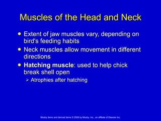 Muscles of the Head and Neck Extent of jaw muscles vary, depending on bird's feeding habits Neck muscles allow movement in different directions Hatching muscle : used to help chick break shell open Atrophies after hatching 