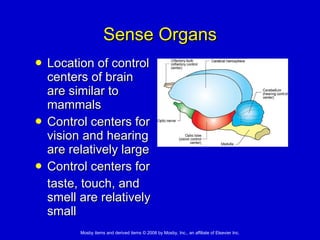 Sense Organs Location of control centers of brain are similar to mammals  Control centers for vision and hearing are relatively large Control centers for  taste, touch, and smell are relatively small 