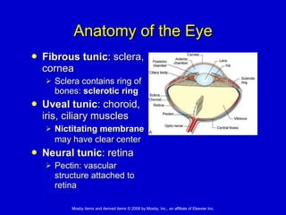 Anatomy of the Eye Fibrous tunic : sclera, cornea Sclera contains ring of bones:  sclerotic ring Uveal tunic : choroid, iris, ciliary muscles Nictitating membrane  may have clear center   Neural tunic : retina Pectin: vascular structure attached to retina 