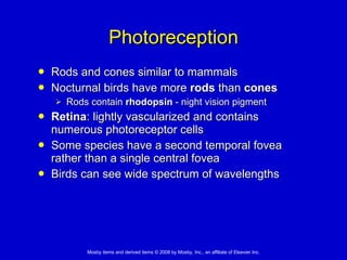 Photoreception Rods and cones similar to mammals  Nocturnal birds have more  rods  than  cones   Rods contain  rhodopsin  - night vision pigment Retina : lightly vascularized and contains numerous photoreceptor cells  Some species have a second temporal fovea rather than a single central fovea  Birds can see wide spectrum of wavelengths 
