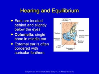 Hearing and Equilibrium Ears are located behind and slightly below the eyes Columella : single bone in middle ear External ear is often bordered with auricular feathers 