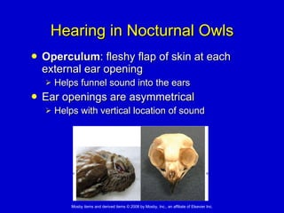 Hearing in Nocturnal Owls Operculum : fleshy flap of skin at each external ear opening  Helps funnel sound into the ears  Ear openings are asymmetrical Helps with vertical location of sound 