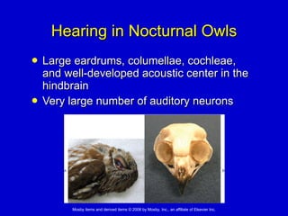 Hearing in Nocturnal Owls Large eardrums, columellae, cochleae, and well-developed acoustic center in the hindbrain  Very large number of auditory neurons 