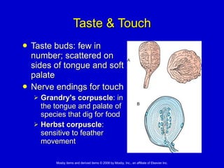 Taste & Touch Taste buds: few in number; scattered on sides of tongue and soft palate Nerve endings for touch Grandry's corpuscle : in the tongue and palate of species that dig for food  Herbst corpuscle : sensitive to feather movement 