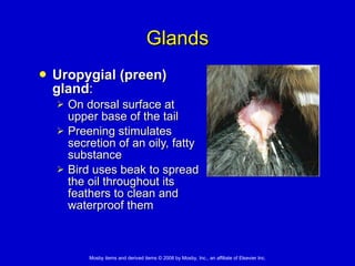 Glands Uropygial (preen) gland : On dorsal surface at upper base of the tail  Preening stimulates secretion of an oily, fatty substance  Bird uses beak to spread the oil throughout its feathers to clean and waterproof them 
