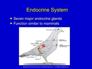 Endocrine System Seven major endocrine glands Function similar to mammals 