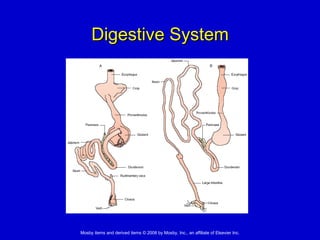 Digestive System 