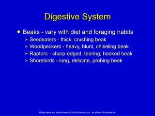 Digestive System Beaks - vary with diet and foraging habits Seedeaters - thick, crushing beak  Woodpeckers - heavy, blunt, chiseling beak Raptors - sharp-edged, tearing, hooked beak  Shorebirds - long, delicate, probing beak  