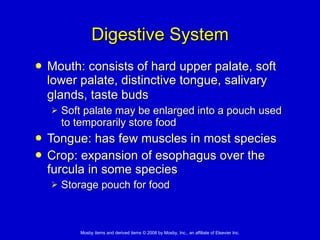 Digestive System Mouth: consists of hard upper palate, soft lower palate, distinctive tongue, salivary glands, taste buds   Soft palate may be enlarged into a pouch used to temporarily store food  Tongue: has few muscles in most species Crop: expansion of esophagus over the furcula in some species Storage pouch for food 