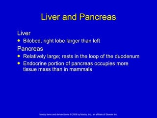 Liver and Pancreas Liver Bilobed, right lobe larger than left Pancreas Relatively large; rests in the loop of the duodenum Endocrine portion of pancreas occupies more tissue mass than in mammals 