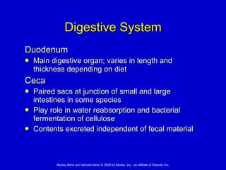 Digestive System Duodenum  Main digestive organ; varies in length and thickness depending on diet Ceca Paired sacs at junction of small and large intestines in some species Play role in water reabsorption and bacterial fermentation of cellulose Contents excreted independent of fecal material 
