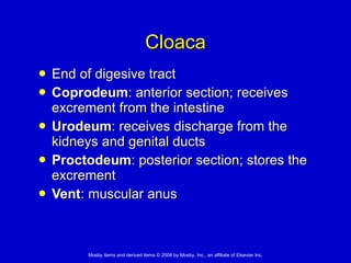 Cloaca End of digesive tract Coprodeum : anterior section; receives excrement from the intestine Urodeum : receives discharge from the kidneys and genital ducts  Proctodeum : posterior section; stores the excrement  Vent : muscular anus 