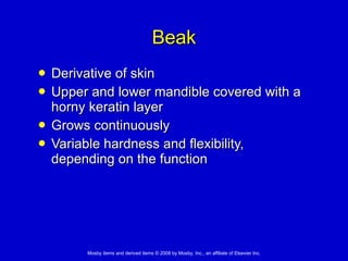 Beak Derivative of skin  Upper and lower mandible covered with a horny keratin layer  Grows continuously Variable hardness and flexibility, depending on the function 