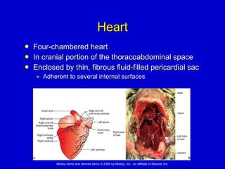 Heart Four-chambered heart  In cranial portion of the thoracoabdominal space  Enclosed by thin, fibrous fluid-filled pericardial sac Adherent to several internal surfaces 