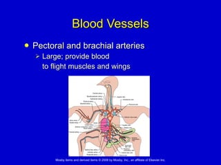 Blood Vessels Pectoral and brachial arteries Large; provide blood  to flight muscles and wings 