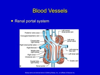 Blood Vessels Renal portal system 