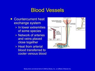Blood Vessels Countercurrent heat exchange system   In lower extremities of some species Network of arteries and veins placed close together Heat from arterial blood transferred to cooler venous blood 