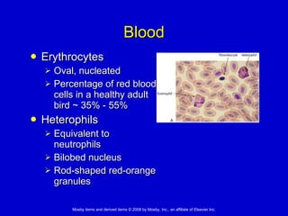 Blood Erythrocytes Oval, nucleated Percentage of red blood cells in a healthy adult bird ~ 35% - 55% Heterophils Equivalent to neutrophils  Bilobed nucleus  Rod-shaped red-orange granules 