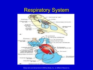 Respiratory System 