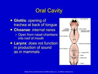 Oral Cavity Glottis : opening of  trachea at back of tongue  Choanae : internal nares   Open from nasal chambers  into roof of mouth Larynx : does not function  in production of sound  as in mammals 