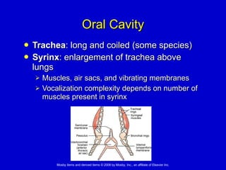 Oral Cavity Trachea : long and coiled (some species) Syrinx : enlargement of trachea above lungs Muscles, air sacs, and vibrating membranes  Vocalization complexity depends on number of muscles present in syrinx 