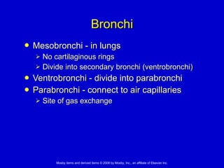 Bronchi Mesobronchi - in lungs   No cartilaginous rings  Divide into secondary bronchi (ventrobronchi)  Ventrobronchi - divide into parabronchi Parabronchi - connect to air capillaries Site of gas exchange 