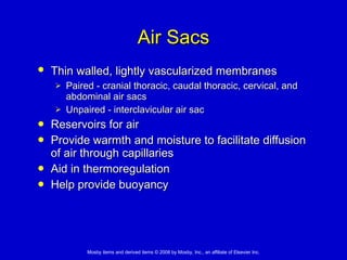 Air Sacs Thin walled, lightly vascularized membranes   Paired - cranial thoracic, caudal thoracic, cervical, and abdominal air sacs Unpaired - interclavicular air sac Reservoirs for air  Provide warmth and moisture to facilitate diffusion of air through capillaries Aid in thermoregulation  Help provide buoyancy 