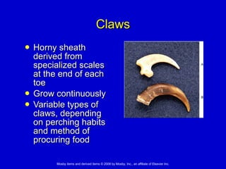 Claws Horny sheath derived from specialized scales at the end of each toe Grow continuously  Variable types of claws, depending on perching habits and method of procuring food 