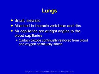 Lungs Small, inelastic Attached to thoracic vertebrae and ribs Air capillaries are at right angles to the blood capillaries   Carbon dioxide continually removed from blood and oxygen continually added 