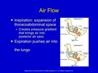 Air Flow Inspiration: expansion of thoracoabdominal space   Creates pressure gradient  that brings air into posterior air sacs  Expiration pushes air into  the lungs 