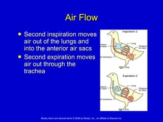 Air Flow Second inspiration moves  air out of the lungs and  into the anterior air sacs  Second expiration moves  air out through the trachea 