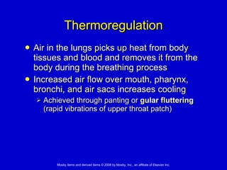 Thermoregulation Air in the lungs picks up heat from body tissues and blood and removes it from the body during the breathing process Increased air flow over mouth, pharynx, bronchi, and air sacs increases cooling Achieved through panting or  gular fluttering  (rapid vibrations of upper throat patch) 
