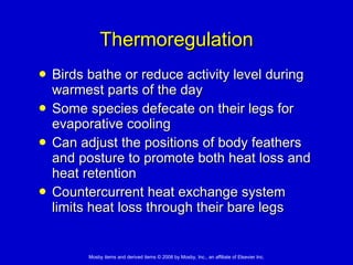 Thermoregulation Birds bathe or reduce activity level during warmest parts of the day Some species defecate on their legs for evaporative cooling Can adjust the positions of body feathers and posture to promote both heat loss and heat retention  Countercurrent heat exchange system limits heat loss through their bare legs 