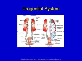 Urogenital System 