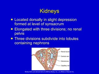 Kidneys Located dorsally in slight depression formed at level of synsacrum Elongated with three divisions; no renal pelvis Three divisions subdivide into lobules containing nephrons 