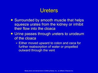 Ureters Surrounded by smooth muscle that helps squeeze urates from the kidney or inhibit their flow into the cloaca Urine passes through ureters to urodeum of the cloaca   Either moved upward to colon and ceca for further reabsorption of water or propelled outward through the vent  