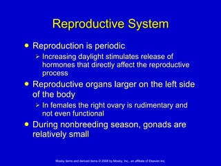 Reproductive System Reproduction is periodic Increasing daylight stimulates release of hormones that directly affect the reproductive process Reproductive organs larger on the left side of the body   In females the right ovary is rudimentary and not even functional  During nonbreeding season, gonads are relatively small 